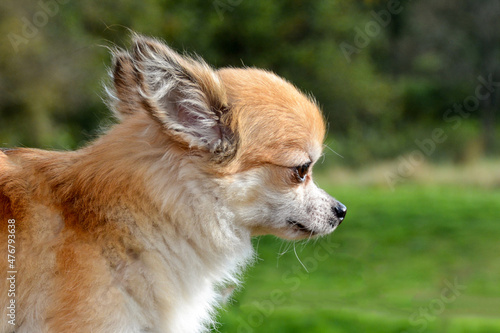 Fototapeta Naklejka Na Ścianę i Meble -  Chihuahua portrait from the side