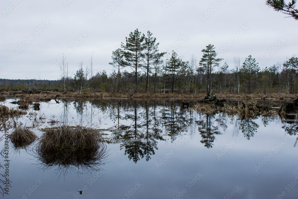 Fototapeta premium reflection of trees in the water