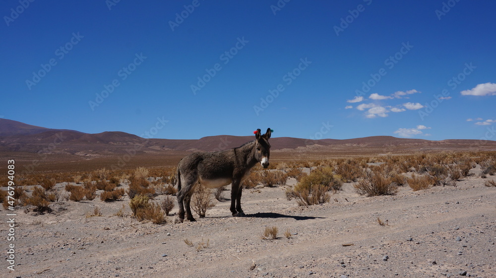 black donkey in nature in south america black donkey in nature in south america