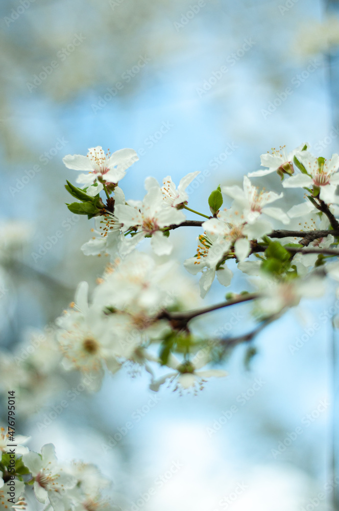 tree blossom in the spring, wallpaper, pattern , postcard , poster texture tree blossom in the spring, wallpaper, pattern , postcard , poster texture