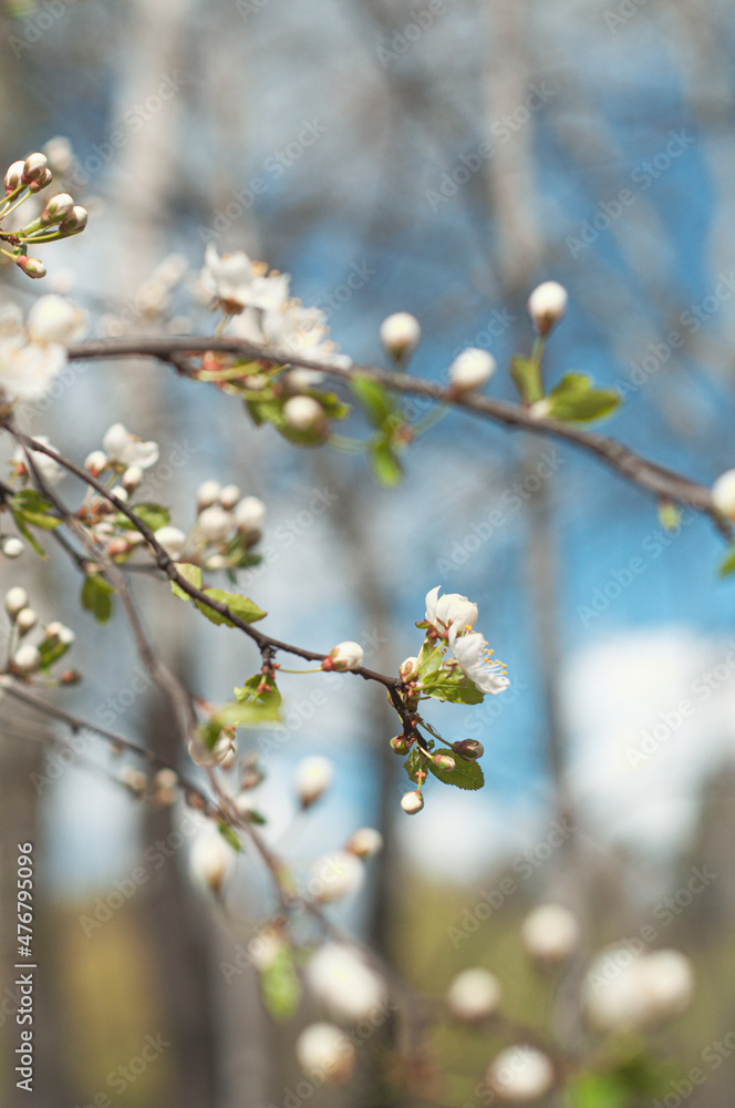 blooming tree of apple in spring, wallpaper blooming tree of apple in spring, wallpaper