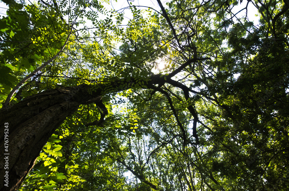 Fototapeta premium Tree directly from below against the sun