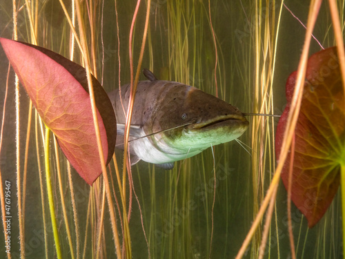 Catfish in lake Bled Slovenia