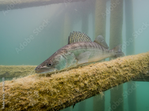 Zander in lake Bled 