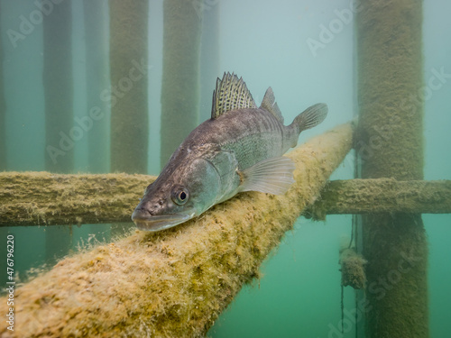 Zander in lake Bled