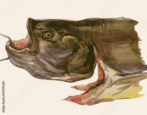 Watercolor vector drawing of head caught fresh big river fish