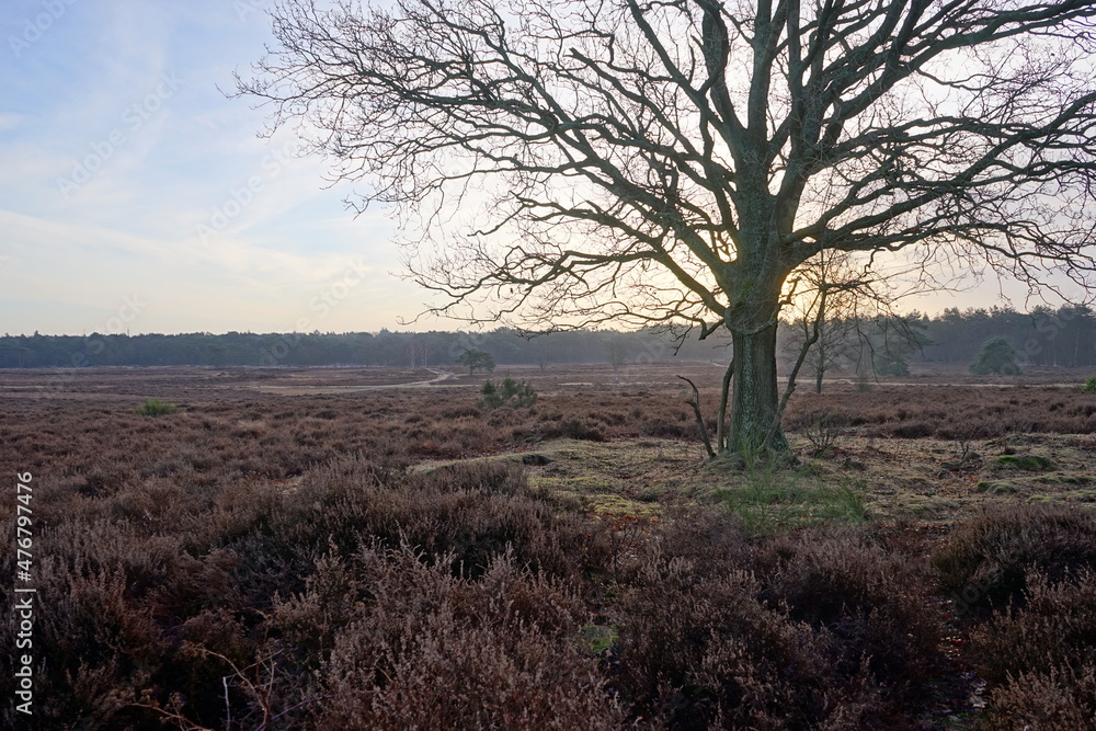 Bright new winter morning over the heather in the Netherlands Bright new winter morning over the heather in the Netherlands
