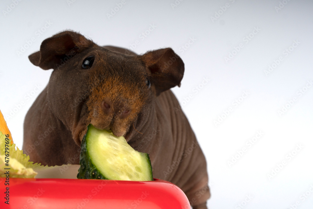 View of guinea pig food. rodent food. skinny bald guinea pig eats food Stock ...
