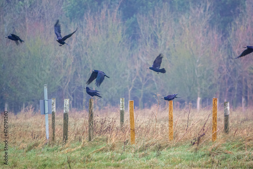 a parliament of rooks (Ccorvus frugilegus) on chalkland with wooden stake posts for protected ancient burial sites on Salisbury Plain, Wiltshire UK   photo