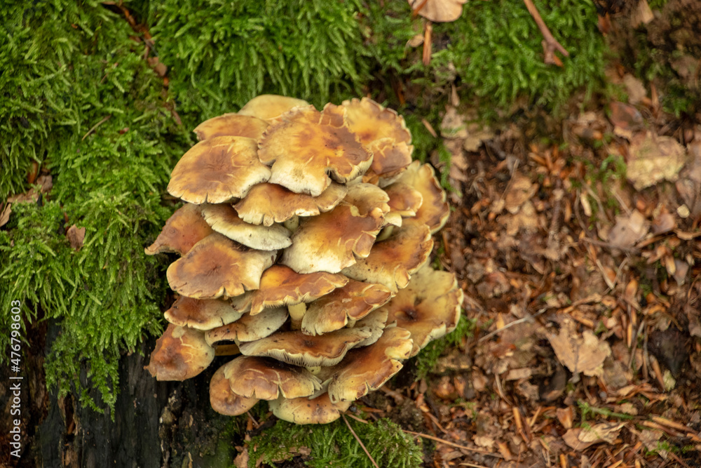 Landscape of Hypholoma mushrooms growing on a mossy log in Kaiserslautern Germany Landscape of Hypholoma mushrooms growing on a mossy log in Kaiserslautern Germany