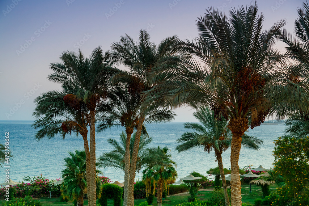 Landscape of date palms against the background of the sea and the purple sunset sky.