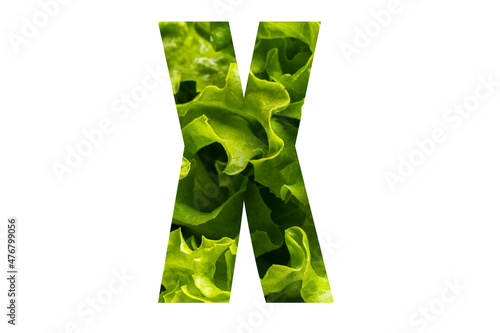 Letter X of the English alphabet made from fresh green lettuce leaves on a white isolated background. Bright alphabet for design