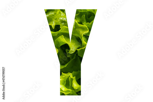 Letter Y of the English alphabet made from fresh green lettuce leaves on a white isolated background. Bright alphabet for design