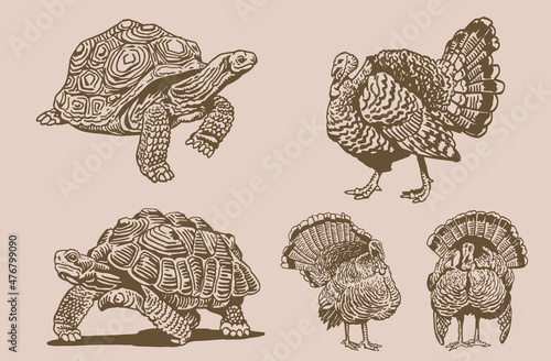 Graphical set of turtles and turkeys on white background,vector elements