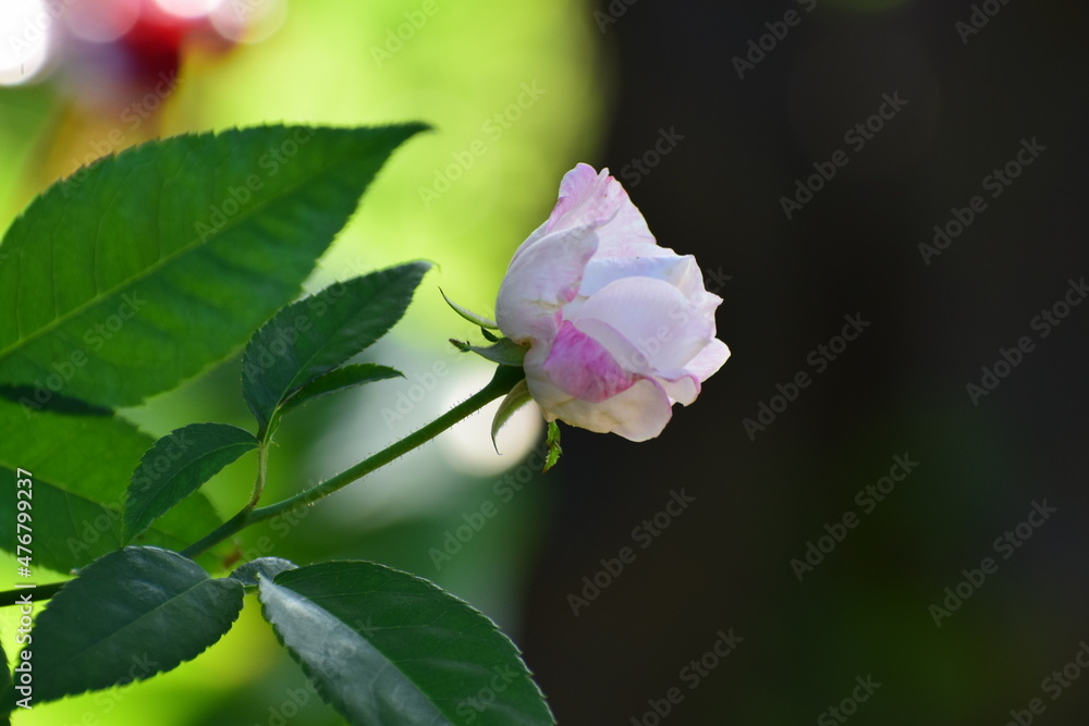 pink white rose on green background pink white rose on green background