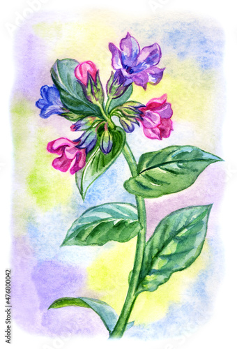 Blooming lungwort on watercolor colorful background, watercolor botanical illustration, print for poster, greeting card, home furnishings decor and other designs photo