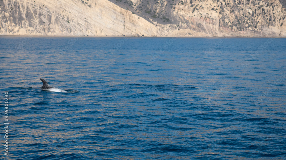 Naklejka premium dolphins in the sea