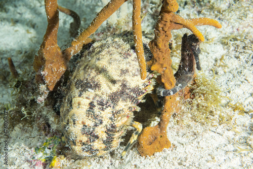 An incredibly rare shot out in the wild of a slipper lobster and a black longsnout seahorse both hanging out in the same clump of sponge
