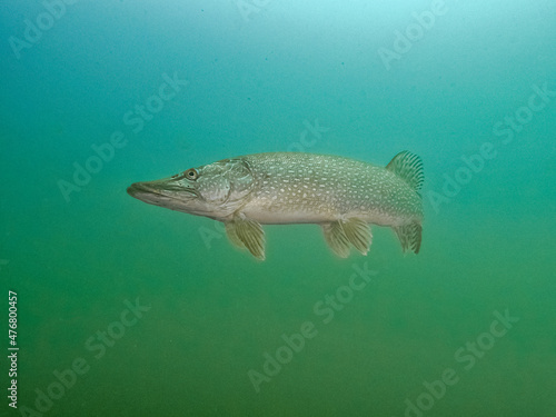 Pikefish in lake Bled