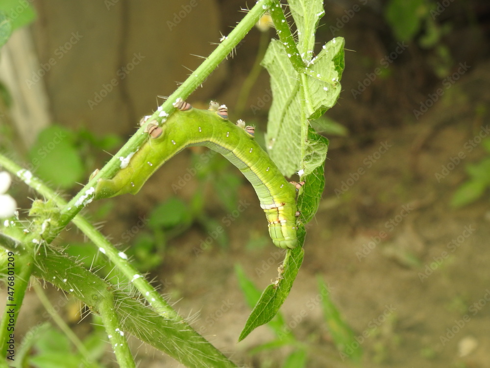 Green caterpillar Green caterpillar