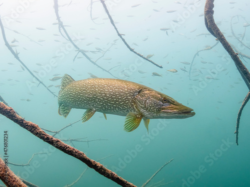 Pikefish in lake bled