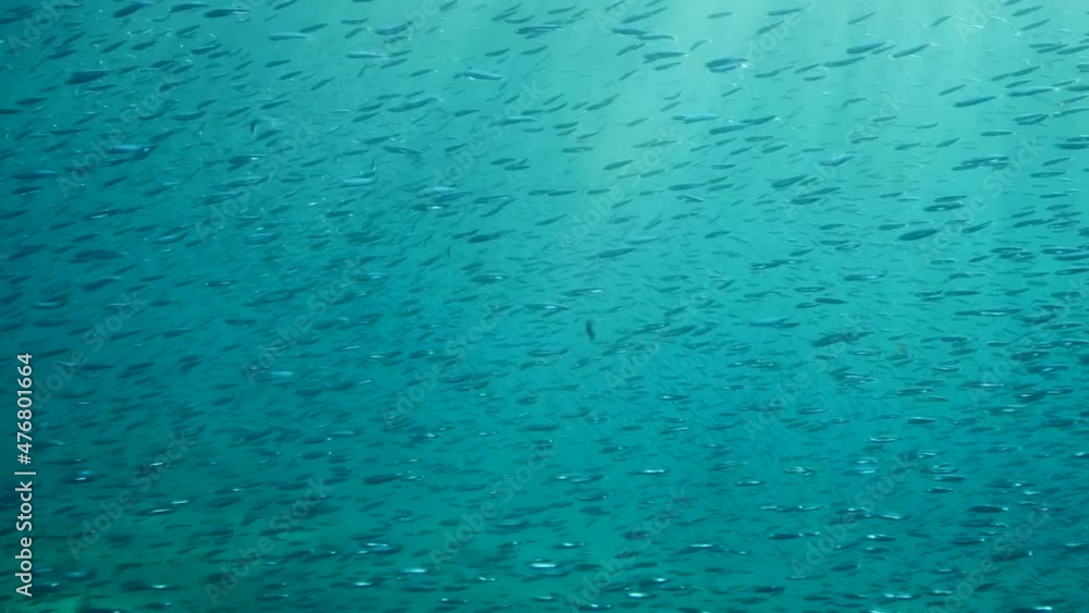 Large school of small fish swims under surface of water in sun lights. Shoal of European sprat (Sprattus sprattus). 4K-60fps Large school of small fish swims under surface of water in sun lights. Shoal of European sprat (Sprattus sprattus). 4K-60fps