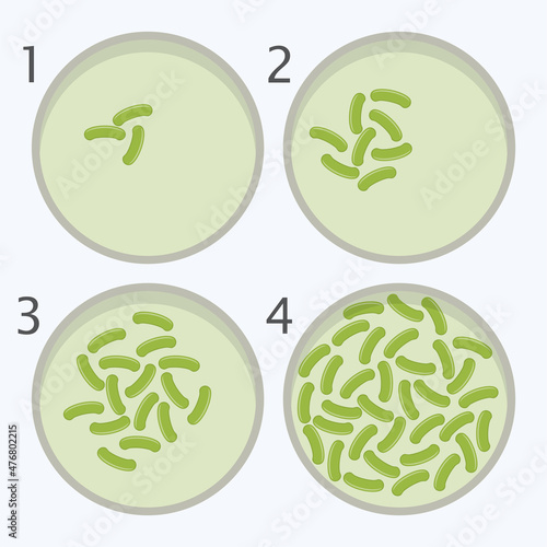 vector bacteria growth stages. bacterium in petri dishes photo