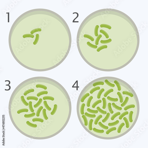 vector bacteria growth stages. bacterium in petri dishes