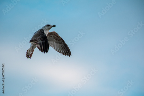 Seagull in flight