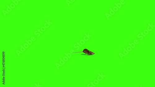 mouse runs along, animation, green background