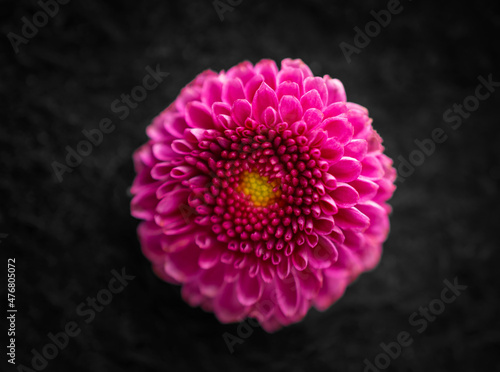 Beautiful flower on a black background. Bright and beautiful flower.