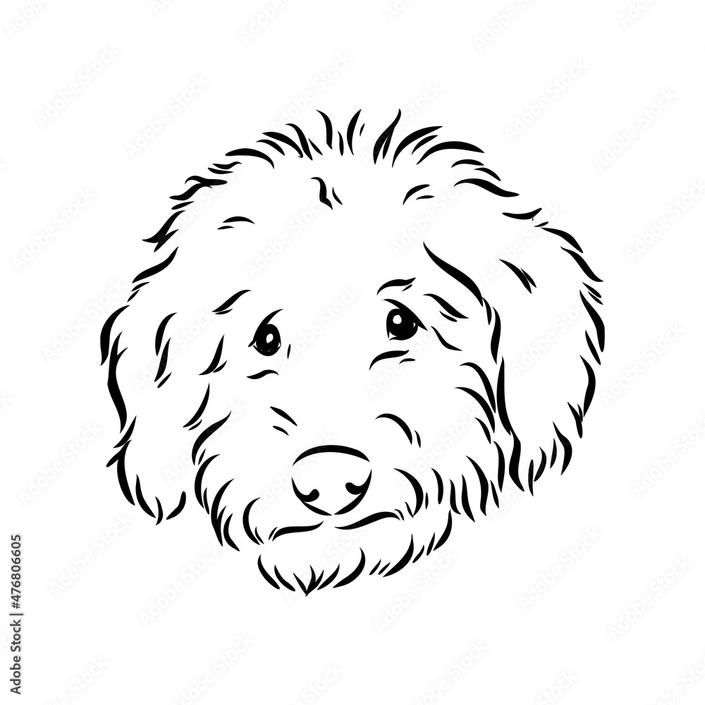 Obraz premium Labradoodle Mix dog - vector isolated illustration on white background