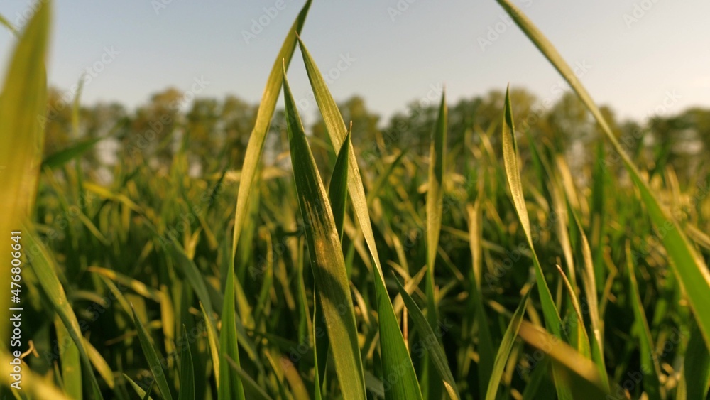 Early spring wheat field at sunrise. Growing grain harvest, young green shoots. Growing crops. Agriculture concept. Green field of young wheat germ. Field of winter wheat in early spring in sunset.