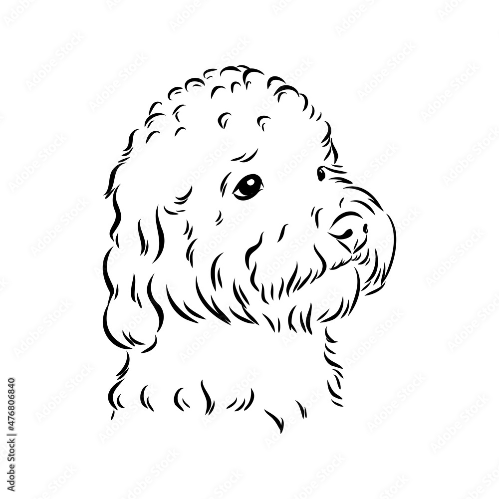 Labradoodle Mix dog - vector isolated illustration on white background Labradoodle Mix dog - vector isolated illustration on white background