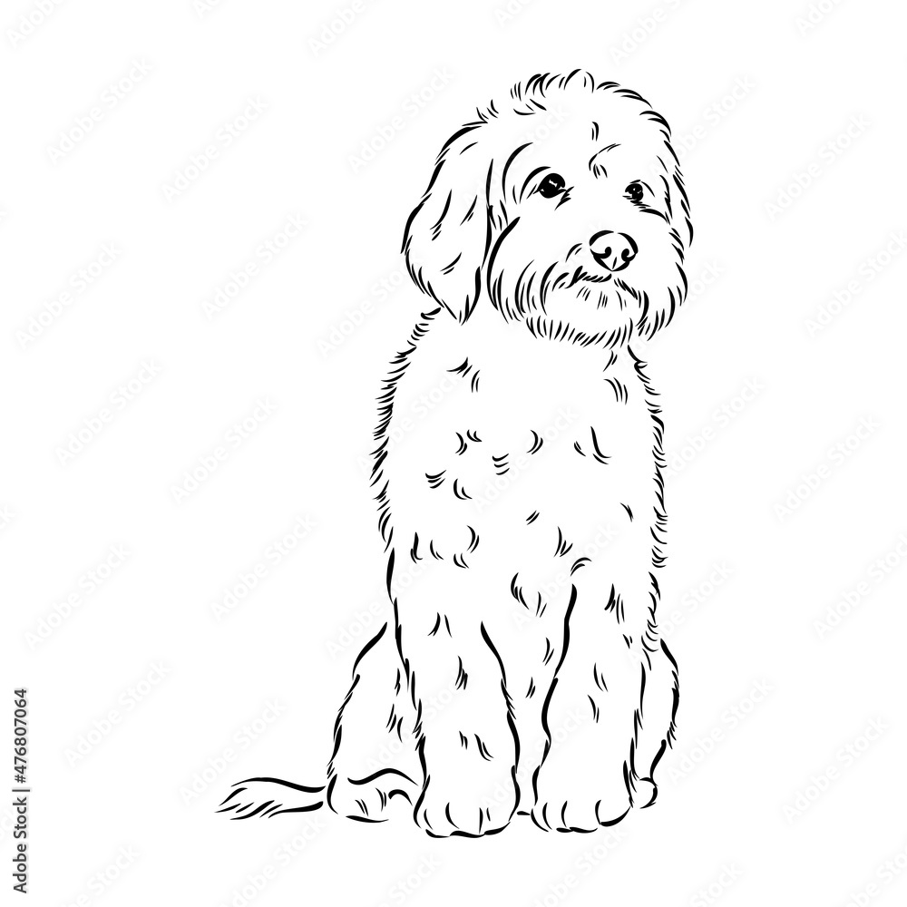 Fototapeta premium Labradoodle Mix dog - vector isolated illustration on white background