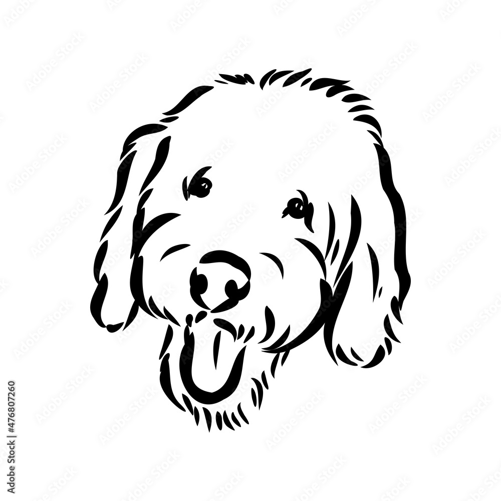 Labradoodle Mix dog - vector isolated illustration on white background