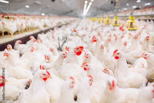 Fotografia Indoors chicken farm, chicken feeding