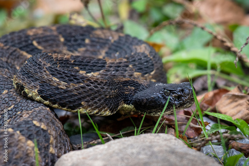 rattlesnake © Bruce