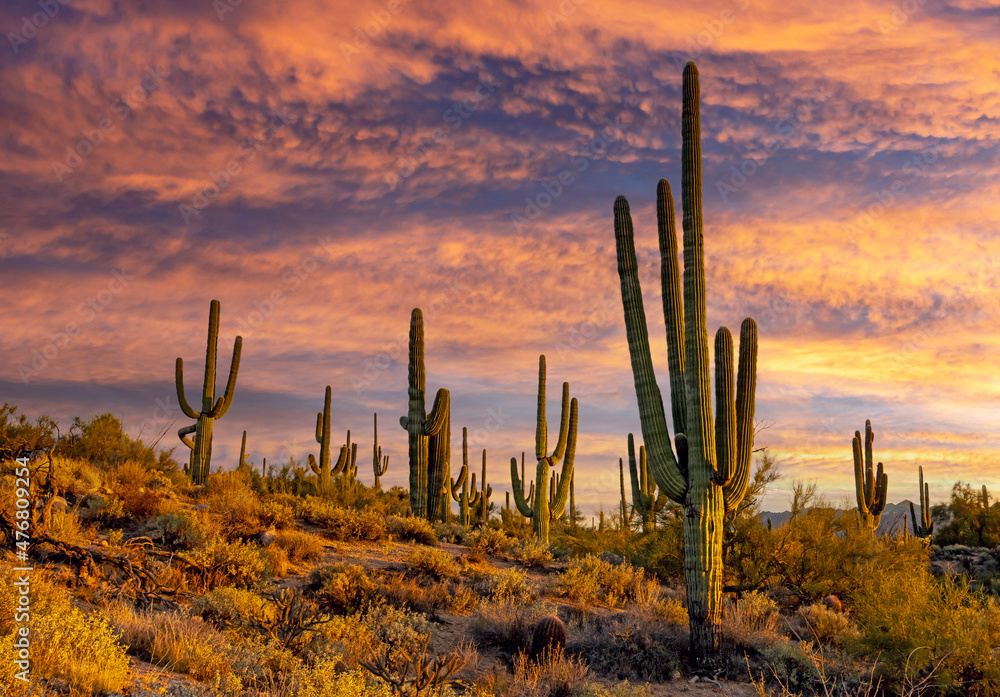 Saguaro Cactus On A Hill At Dusk Time In Scottsdale Arizona