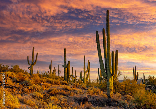 Saguaro Cactus On A Hill At Dusk Time In Scottsdale Arizona