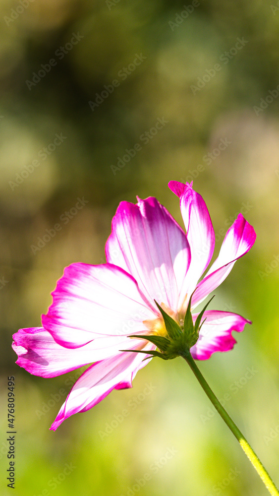 the flower of a jewelry basket in summer, with bokeh light the flower of a jewelry basket in summer, with bokeh light