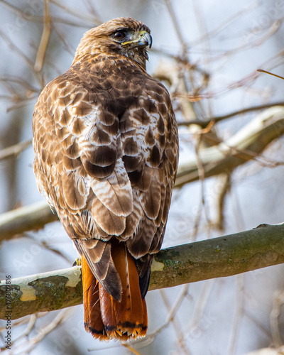 Red Tailed Hawk sitting in a tree staring at me