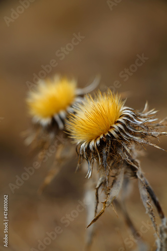 Dry yellow fluffy flowers of a thistle.