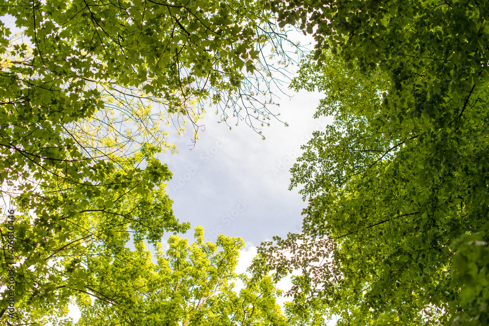 The canopy of tall trees framing a clear blue sky, with the sun shining through. Green trees and a cloudy blue sky The canopy of tall trees framing a clear blue sky, with the sun shining through. Green trees and a cloudy blue sky