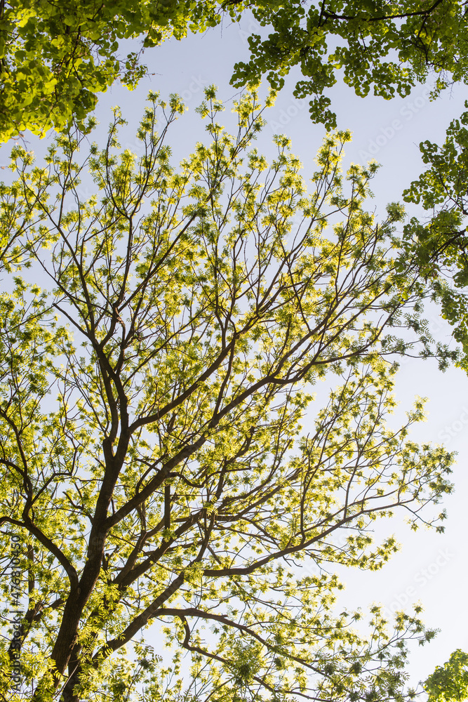Fresh green trees and blue sky and clouds. Green trees and panoramic sky. View from the ground. Stock photo Fresh green trees and blue sky and clouds. Green trees and panoramic sky. View from the ground. Stock photo