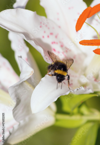 In the summer, the bumblebee flew to the lily petals