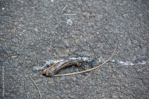 Canvas Print Landscape of Limax maximus on asphalt in Kaiserslautern Germany