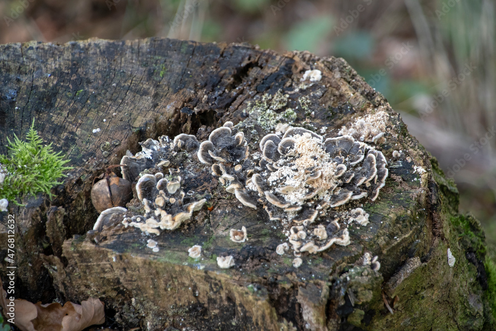 Landscape of Trametes versicolor turkey tail Wildpark in Kaiserslautern Germany Landscape of Trametes versicolor turkey tail Wildpark in Kaiserslautern Germany