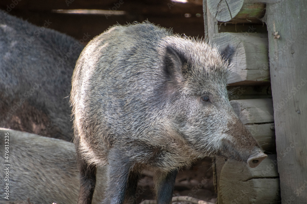 Landscape of Wildschwein wild pig family in Wildpark in Kaiserslautern Germany Landscape of Wildschwein wild pig family in Wildpark in Kaiserslautern Germany