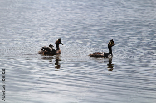 silhouette of a family of eared grebes in water